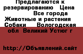 Предлагаются к резервированию › Цена ­ 16 000 - Все города Животные и растения » Собаки   . Вологодская обл.,Великий Устюг г.